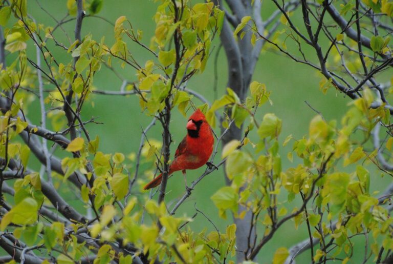 A male cardinal sitting in a newly leafed out tree
